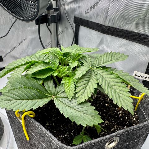 Slapz #1 growlog timeline photo