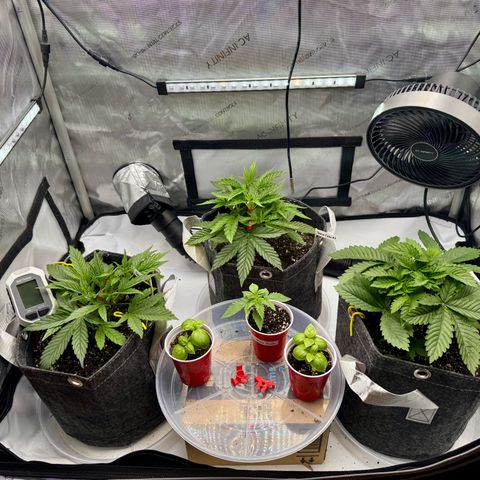 Rainbow Kush Autoflower growlog timeline photo