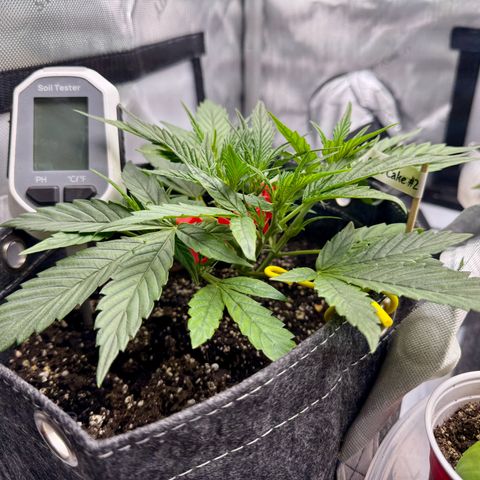 Space Cake #2 growlog timeline photo