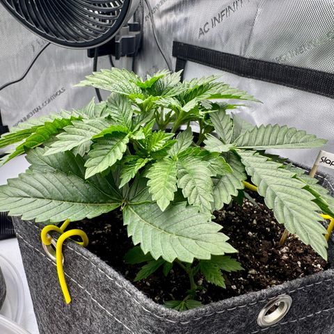 Slapz #1 growlog timeline photo