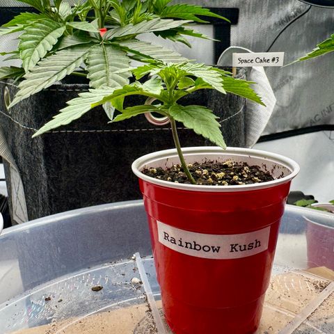 Rainbow Kush Autoflower growlog timeline photo