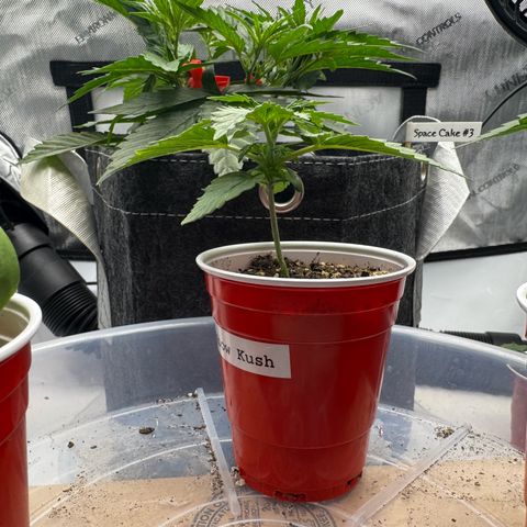 Rainbow Kush Autoflower growlog timeline photo
