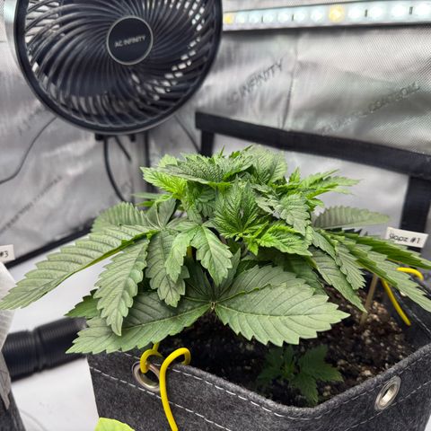 Slapz #1 growlog timeline photo