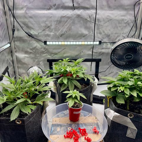 Rainbow Kush Autoflower growlog timeline photo