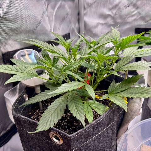 Space Cake #2 growlog timeline photo