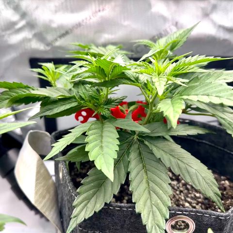 Space Cake #3 growlog timeline photo