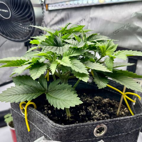 Slapz #1 growlog timeline photo