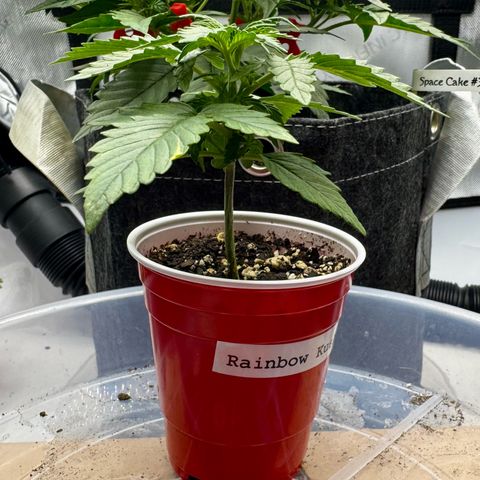 Rainbow Kush Autoflower growlog timeline photo
