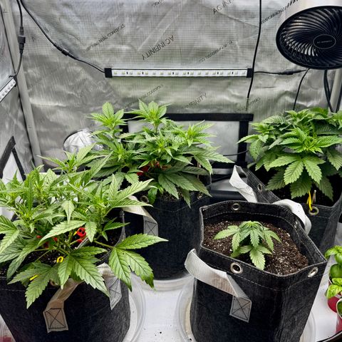 Rainbow Kush Autoflower growlog timeline photo