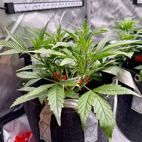 Space Cake #2 growlog timeline photo