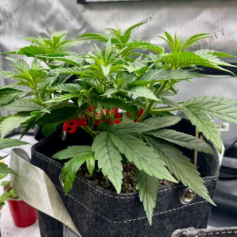 Space Cake #3 growlog timeline photo