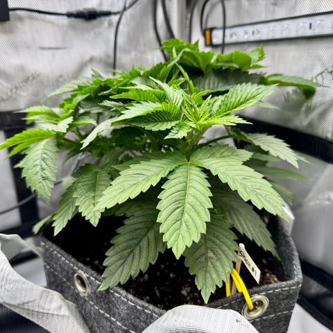 Slapz #1 growlog timeline photo