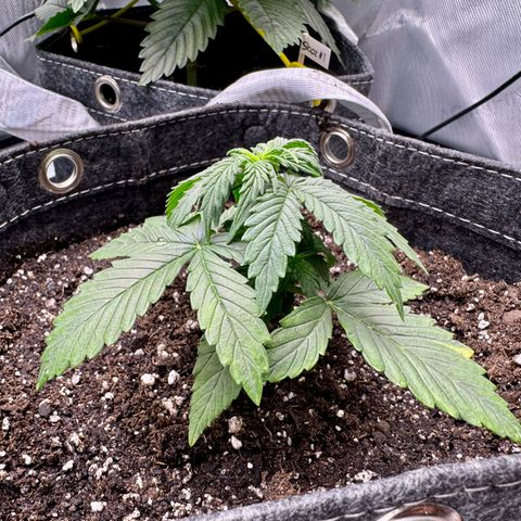 Rainbow Kush Autoflower growlog timeline photo