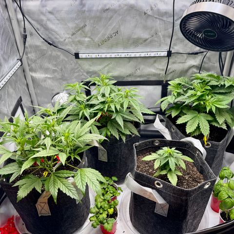 Rainbow Kush Autoflower growlog timeline photo