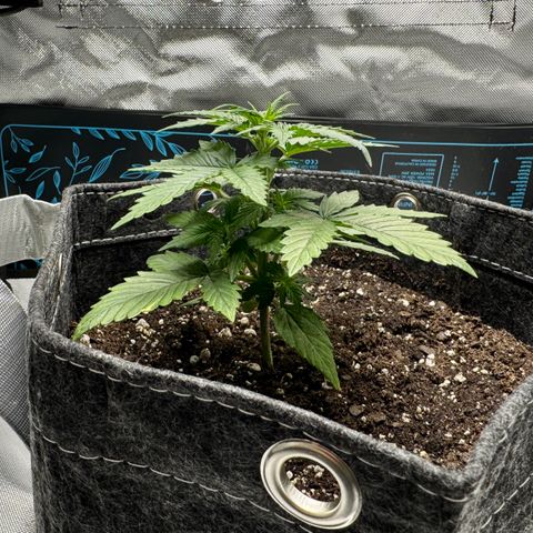 Rainbow Kush Autoflower growlog timeline photo