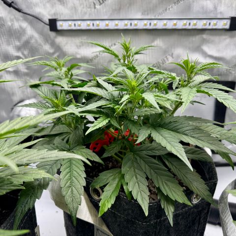 Space Cake #3 growlog timeline photo