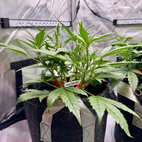 Space Cake #2 growlog timeline photo