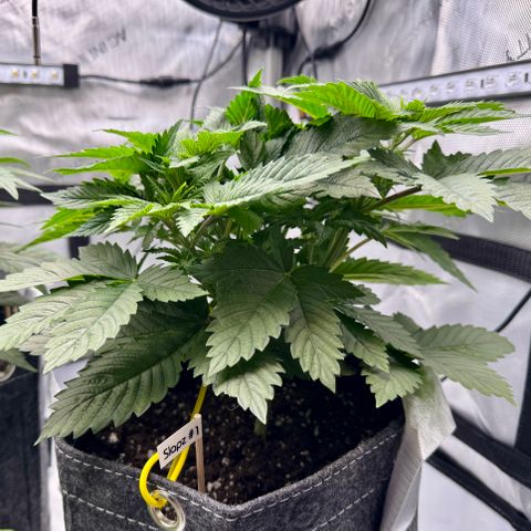 Slapz #1 growlog timeline photo