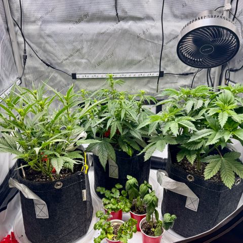 Space Cake #2 growlog timeline photo
