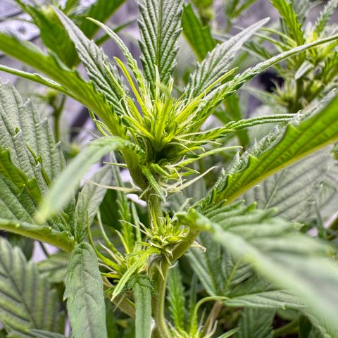 Space Cake #2 growlog photo: Plant has been showing signs of flowering about a week, tho it’s supposed to be a photoperiod. Contacted the breeder. 