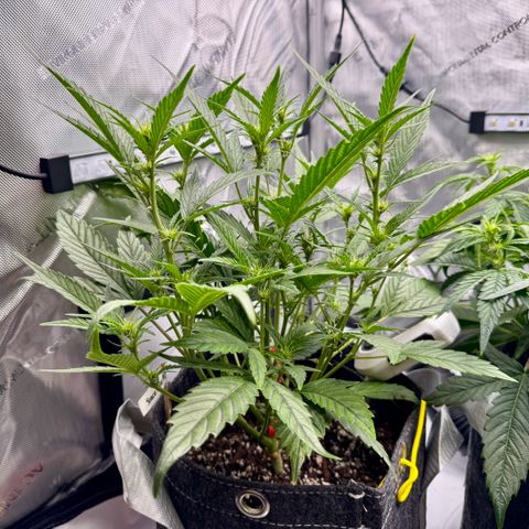 Space Cake #2 growlog photo: Plant has been showing signs of flowering about a week, tho it’s supposed to be a photoperiod. Contacted the breeder. 