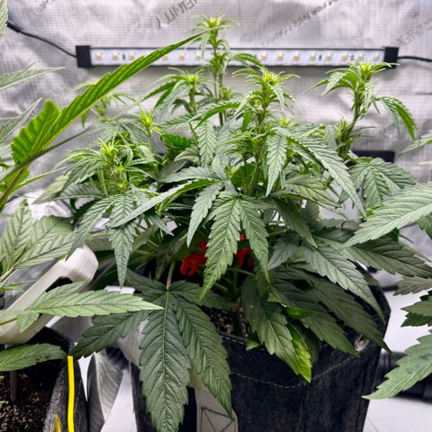 Space Cake #3 growlog photo: Plant has been showing signs of flowering about a week, tho it’s supposed to be a photoperiod. Contacted the breeder. 