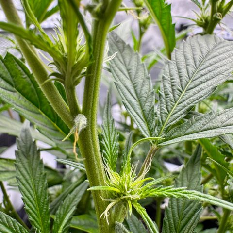 Space Cake #3 growlog photo: Plant has been showing signs of flowering about a week, tho it’s supposed to be a photoperiod. Contacted the breeder. 
