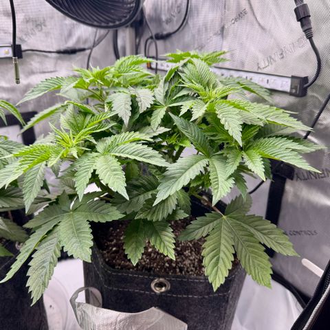 Slapz #1 growlog timeline photo