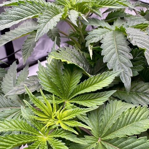 Slapz #1 growlog timeline photo