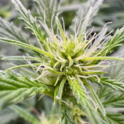 Space Cake #2 growlog timeline photo