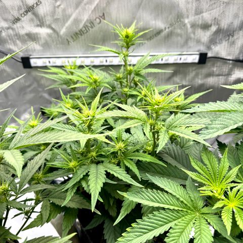 Space Cake #3 growlog timeline photo