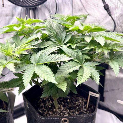 Slapz #1 growlog timeline photo