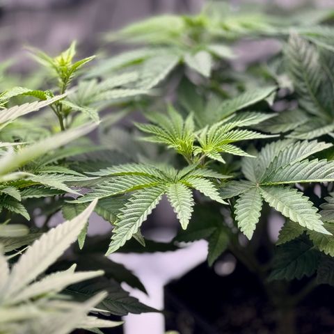 Slapz #1 growlog timeline photo