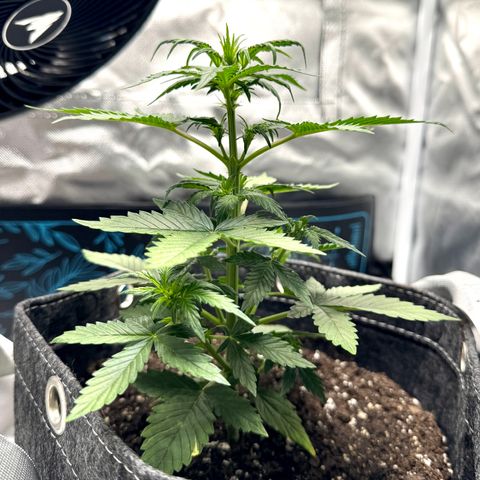Rainbow Kush Autoflower growlog timeline photo
