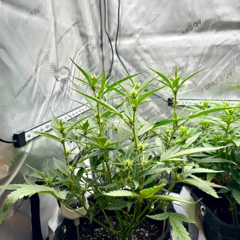 Space Cake #2 growlog timeline photo