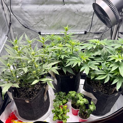 Space Cake #2 growlog timeline photo