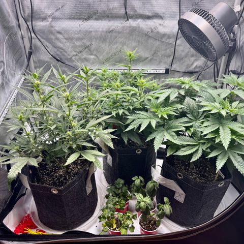 Space Cake #2 growlog timeline photo