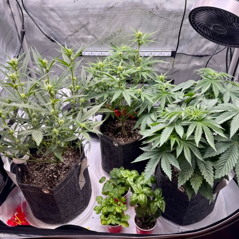 Space Cake #2 growlog timeline photo