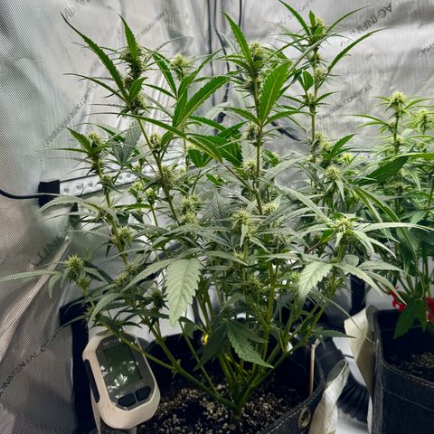 Space Cake #2 growlog timeline photo
