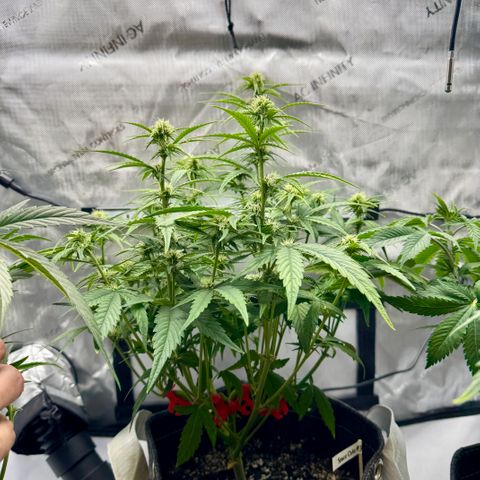 Space Cake #3 growlog timeline photo