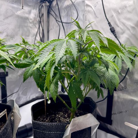 Slapz #1 growlog timeline photo