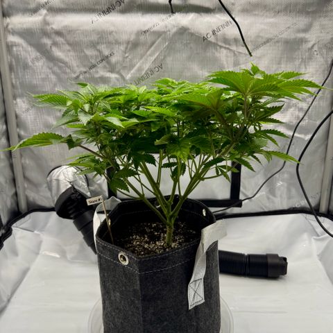 Slapz #1 growlog timeline photo