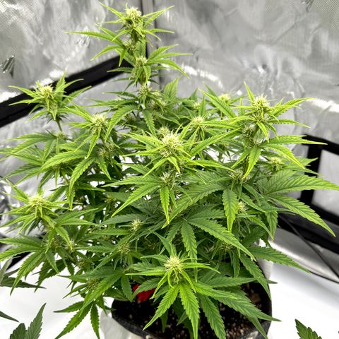 Space Cake #3 growlog timeline photo