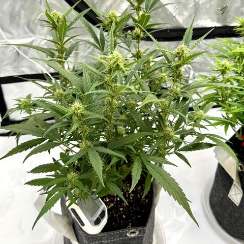 Space Cake #2 growlog timeline photo