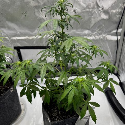 Rainbow Kush Autoflower growlog photo: Tips were burned in temporary tent. Should see improvement soon. 