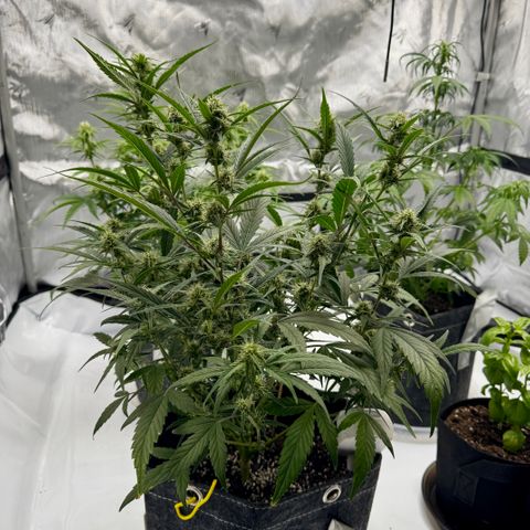Space Cake #2 growlog photo: Watching some rust-colored spotting