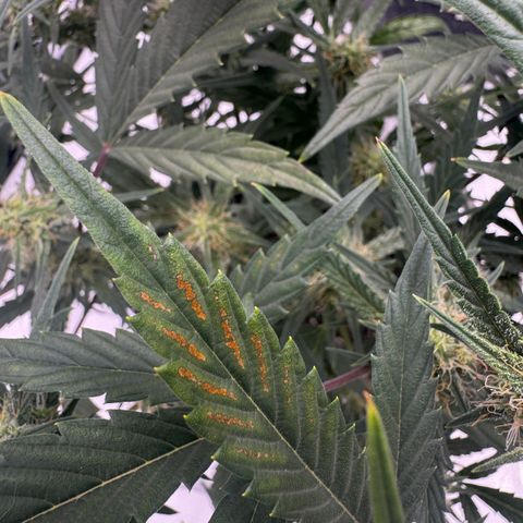 Space Cake #2 growlog timeline photo