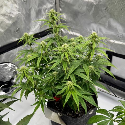 Space Cake #3 growlog photo: Nitrogen deficiency?