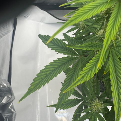 Space Cake #3 growlog photo: Nitrogen deficiency?