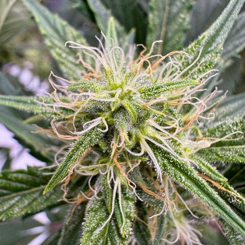 Space Cake #2 growlog timeline photo